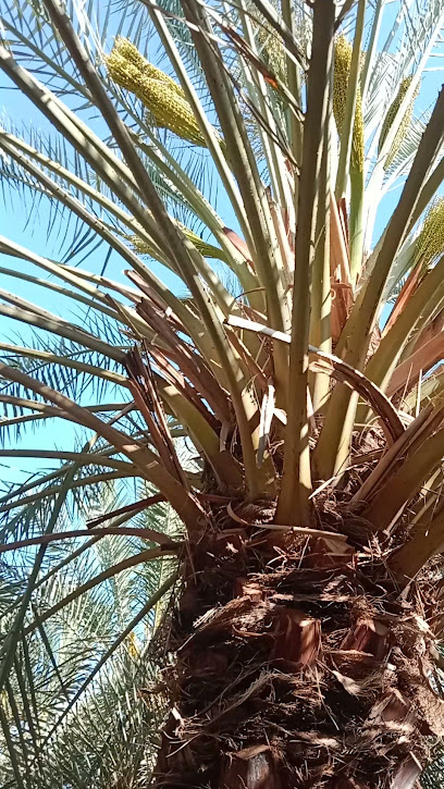 القصيم - Saudi Arabia|Al Bukayriyah 52900|6F5M+4FQ
