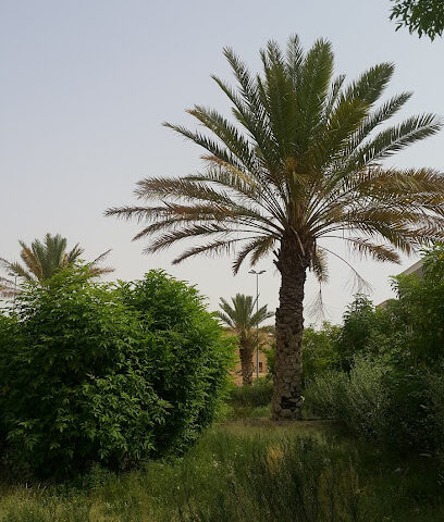 حديقة شرق الموسى - خميس مشيط - +966 59 219 0018
