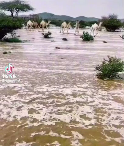 المدرسة الابتدائية الرابعة - عفيف -