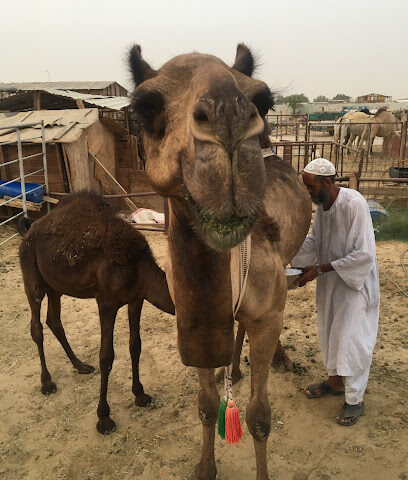 محاسب - الدمام - +966 54 231 8569