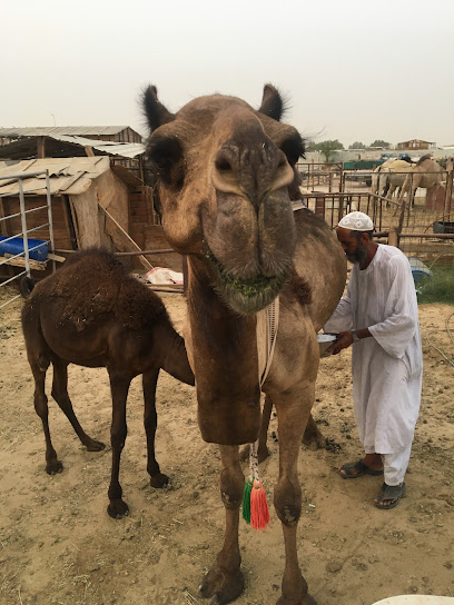 محاسب - Saudi Arabia|Dammam 34323|الصناعيه الثانيه