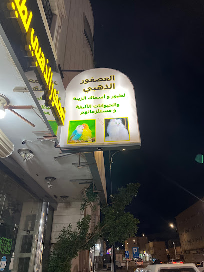 العصفور الذهبى - Saudi Arabia|Hail 55424|HADB4919