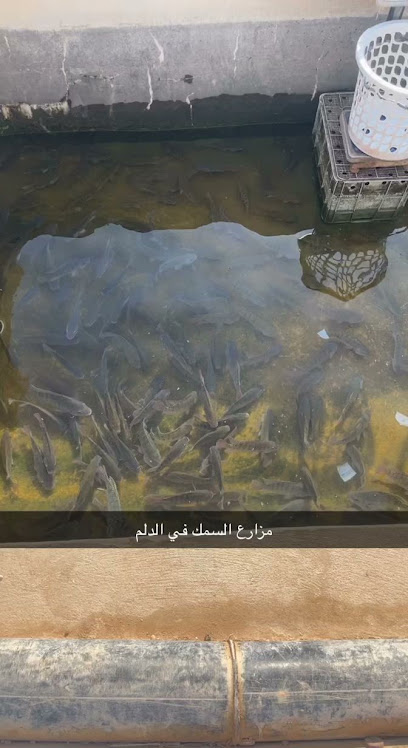اسماك للبيع الصحنه - Saudi Arabia|Ad Dilam 16223|W4MV+5R