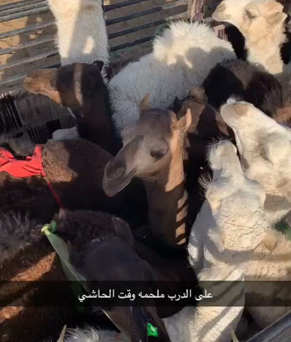ملحمة وقت الحاشي - Ad Darb -