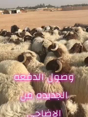 ملحمة جزل الذهبي الدلم الصحنة - الدلم - +966 50 990 9161