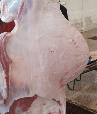 ملحمه حاشي الرمال - نجران - +966 55 073 4965
