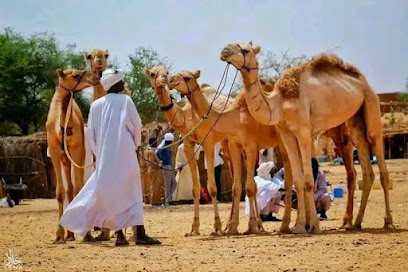 ملحمة درة سطام - تبوك - +966 55 447 2759