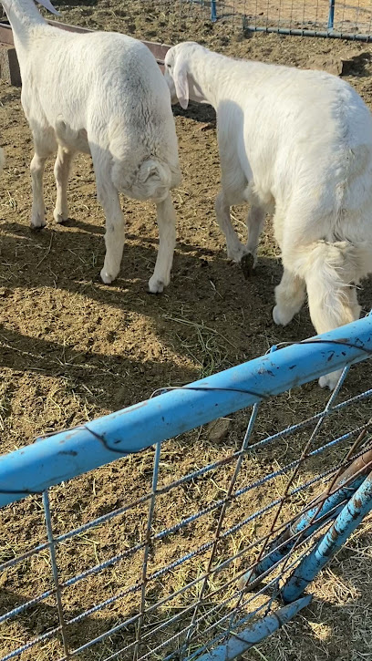 ملحمة وذبائح ابولمار - Saudi Arabia|Taif 26525|جبره،|7FX7+83J
