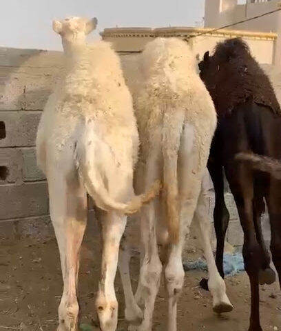 ملحمة مرابع الخير 2 - خميس مشيط - +966 56 877 0466