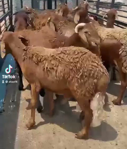 مراح أبو فهيد الحربي لتربية المواشي - جدة - +966 54 556 0819