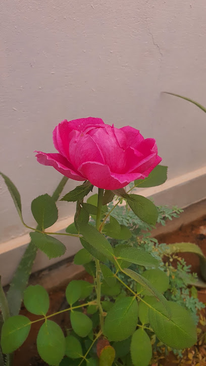 طيور ابووايل - Saudi Arabia|Buraydah 52231|Al Hadyiah
