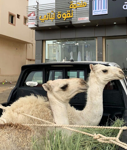 ملحمة نقوة لباني - خميس مشيط - +966 55 775 4089