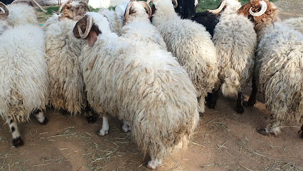 مزرعة ابو خالد لذبايح - الرياض - +966 55 899 0225