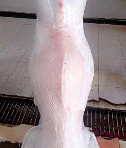 ملحمة ريف الأولين - خميس مشيط - +966 50 901 5813