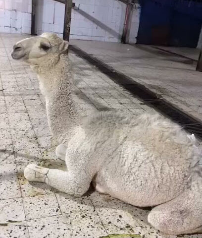 ملحمة رنيم الديرة - حفر الباطن - +966 53 113 7465