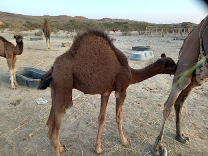 ملحمة بن عوض - مكة المكرمة - +966 58 188 3566