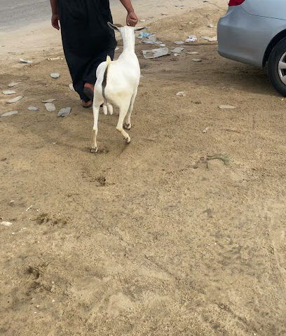 حظيرة النعيم - الجبيل -