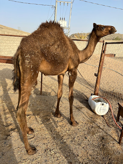 الهواوي لبيع المواشي - Saudi Arabia|Bisha 67722|Al Nuzha|WH4R+HG
