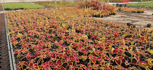 بوفية جواد - الوجه -