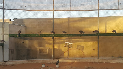الصقر - بريدة - +966 55 593 5519